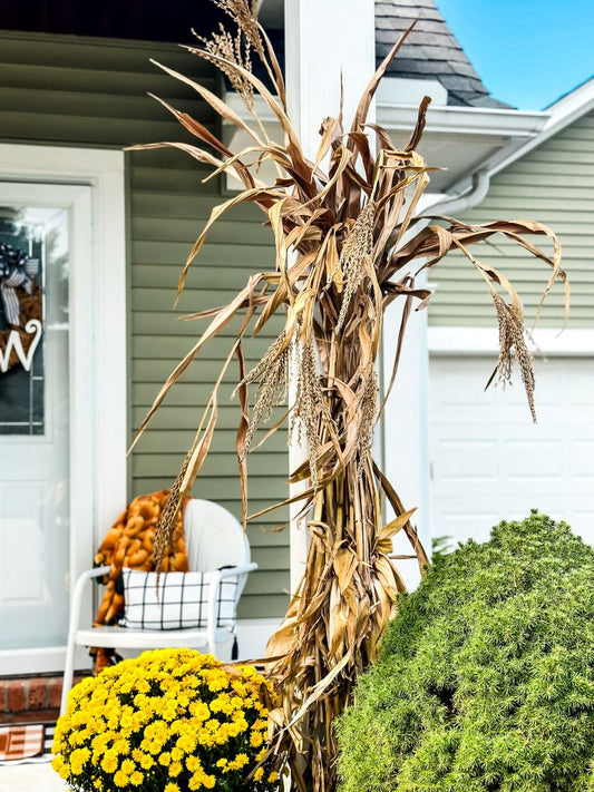 Cornstalk Bundle